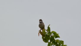 bevrijdingsdag 2022 331